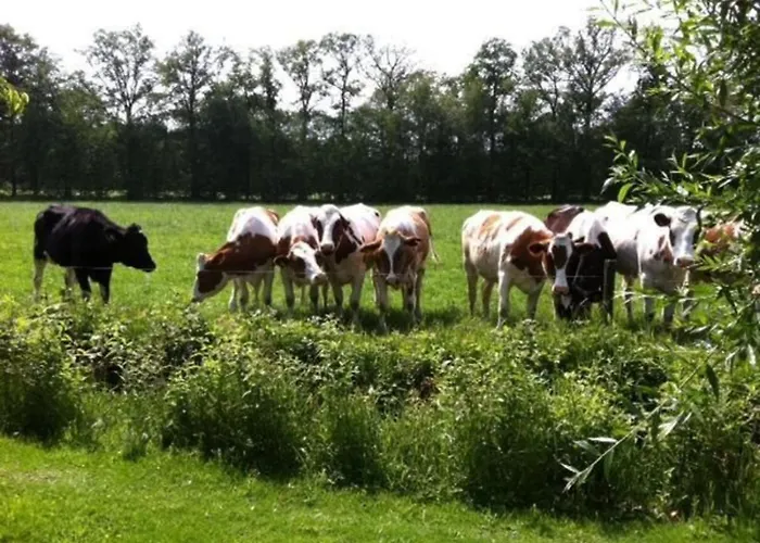 De Noteboom 6-persoons, Verwarmd Prive Zwembad, Hottub, Overdekte Lounge Met Haard, Panorama Sauna, Sunshower, Luxe, Wifi