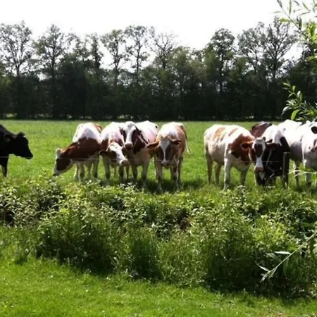 De Noteboom 6-persoons, Verwarmd Prive Zwembad, Hottub, Overdekte Lounge Met Haard, Panorama Sauna, Sunshower, Luxe, Wifi